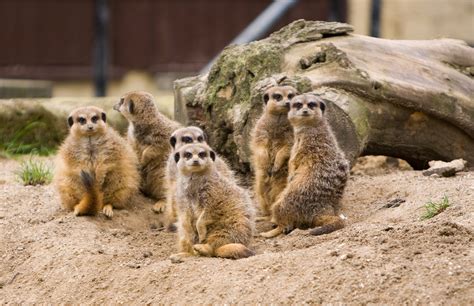Meerkats Family bet365
